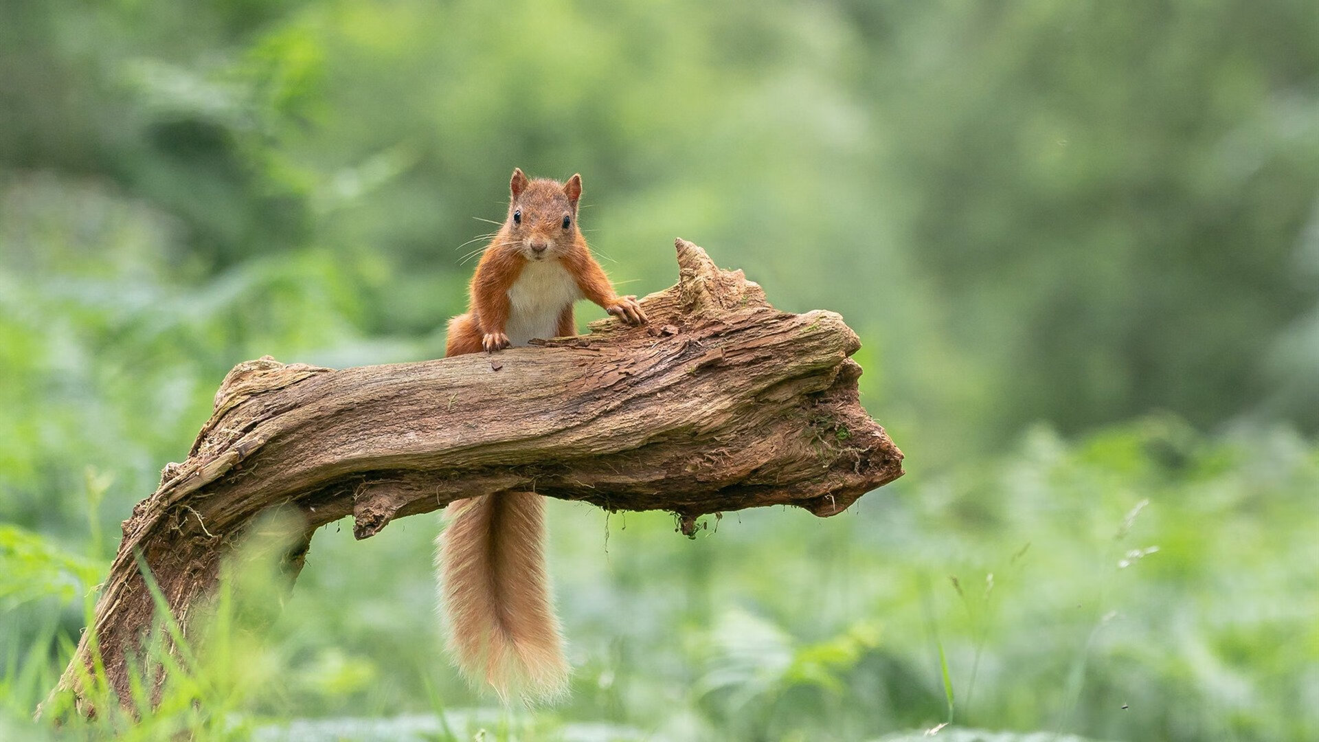 开云体育入口-双城记，汉堡的战火与成都的熔炉