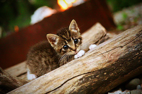 开云体育-熔炉之战，太阳如何以数据峡谷横扫深圳队？