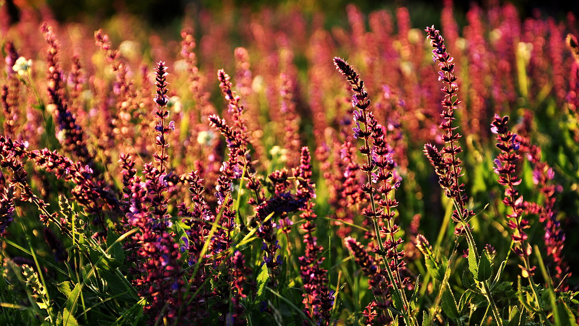 F1街道赛的马刺时刻,一波带走骑士般的胜利