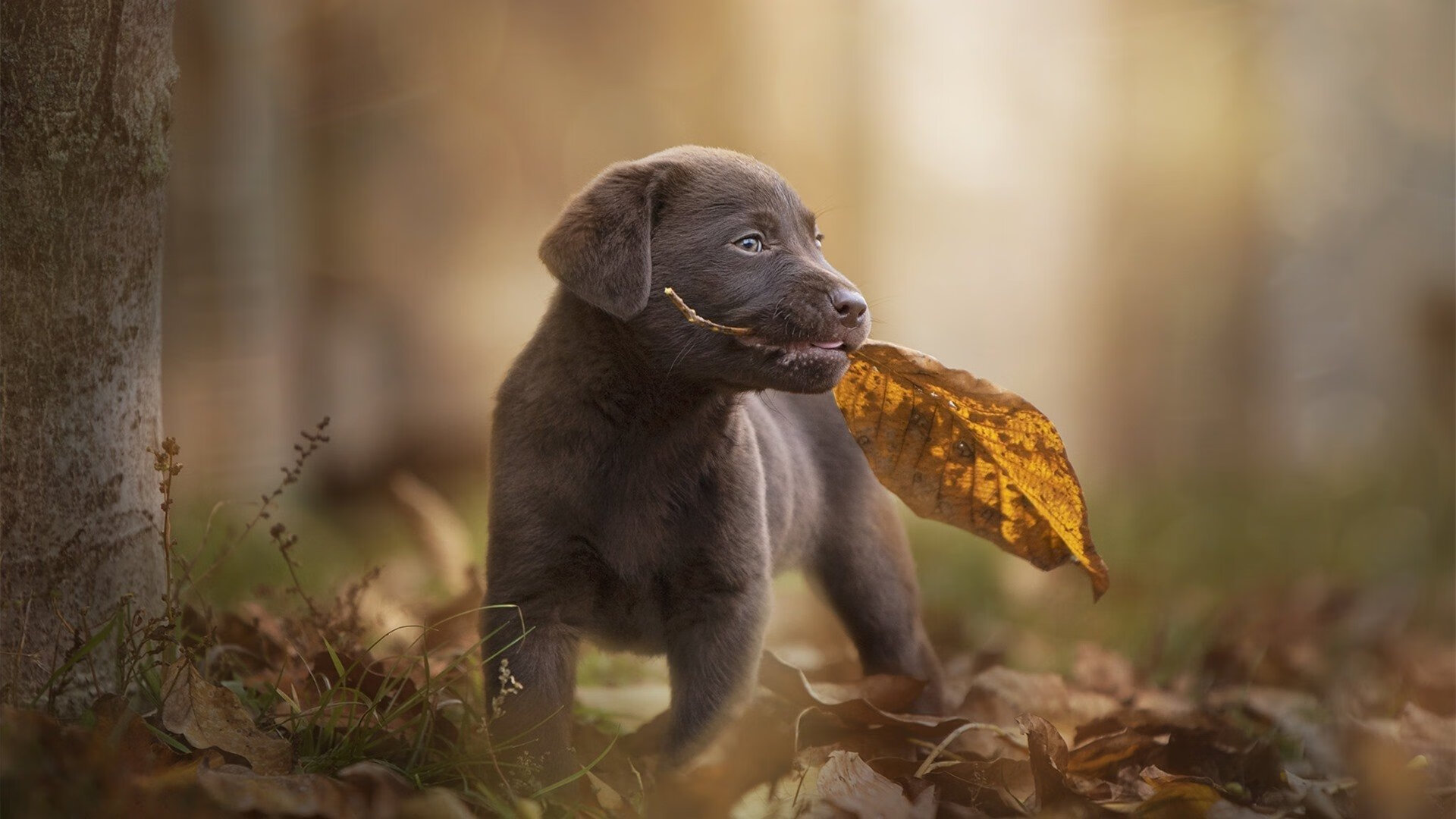 彻底碾压!金色阳光染绿安卡拉,京多安一己之力接管年度焦点之战在一场被誉为年度最具观赏性的国际足球友谊赛中