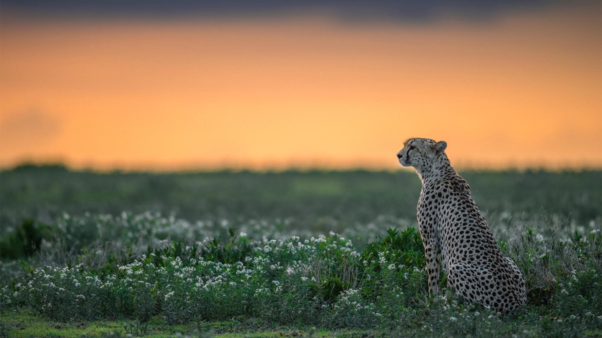 开云体育在线-切特教科书级表现引领火箭生死战击败步行者