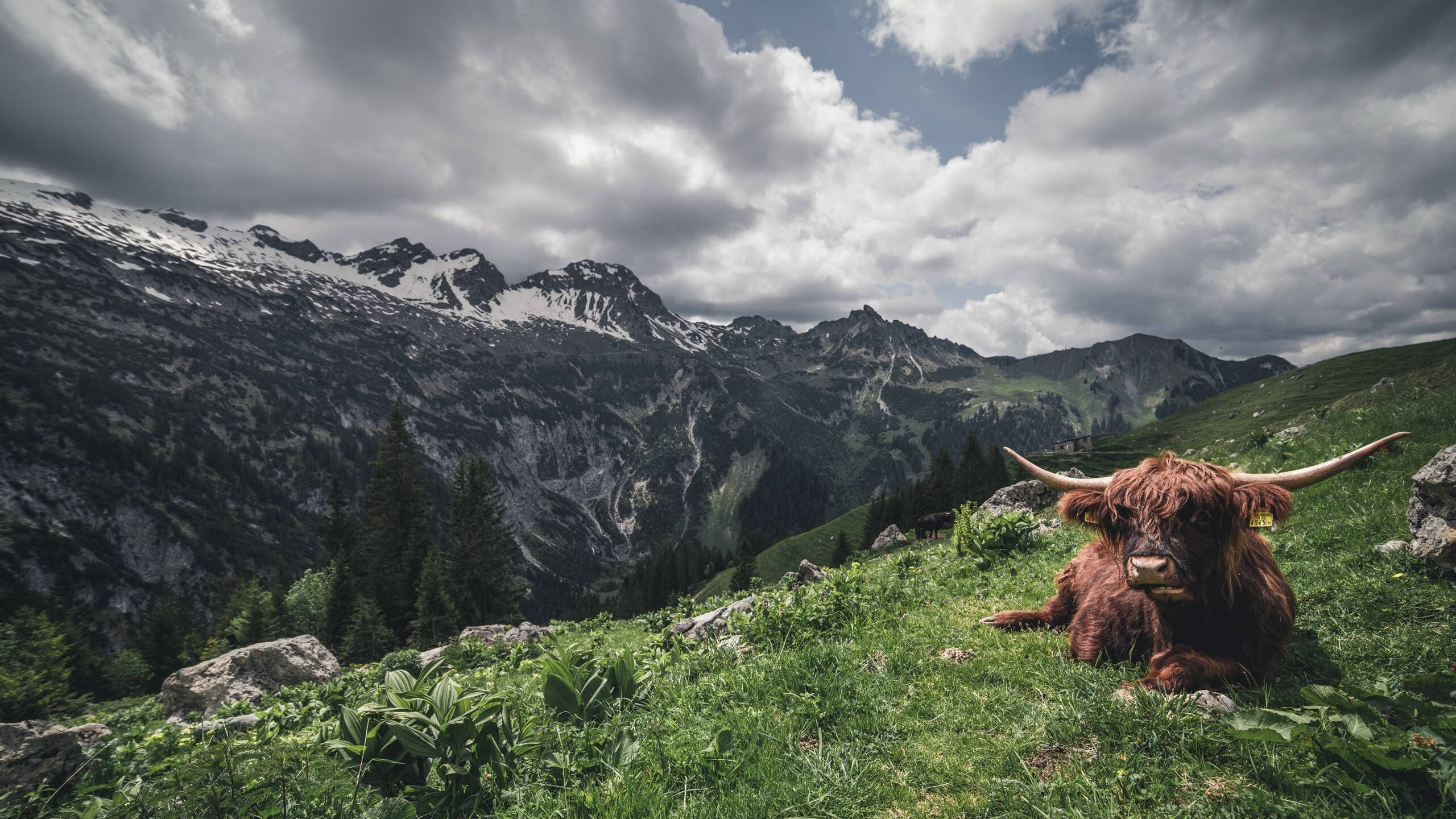 猛龙对阵公牛，米切尔的丝滑节奏，打破攻防惯性