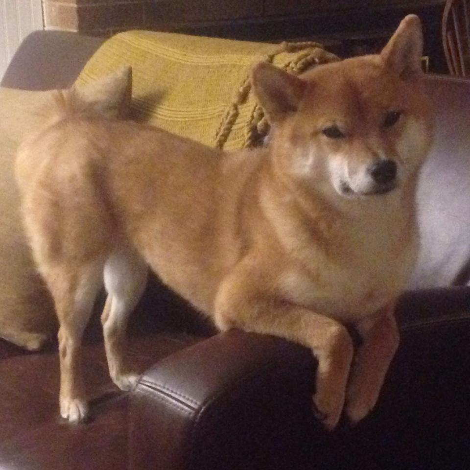 一场不属于任何档案的比赛，当字母哥穿上湖人战袍收割公牛