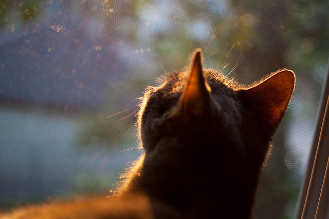 世界排名争夺战焦点战，公牛惊天翻盘魔术，排名格局重塑