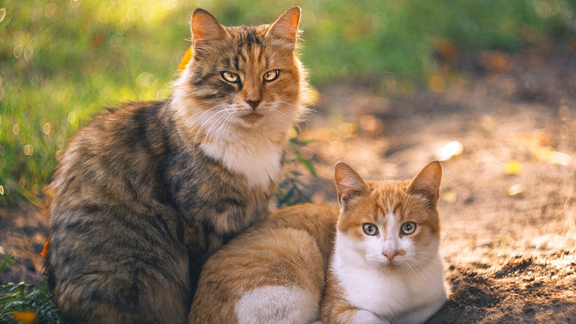 未来已至！文班亚马加冕硬仗之王，独行侠守护的疆土终被新王翻盘