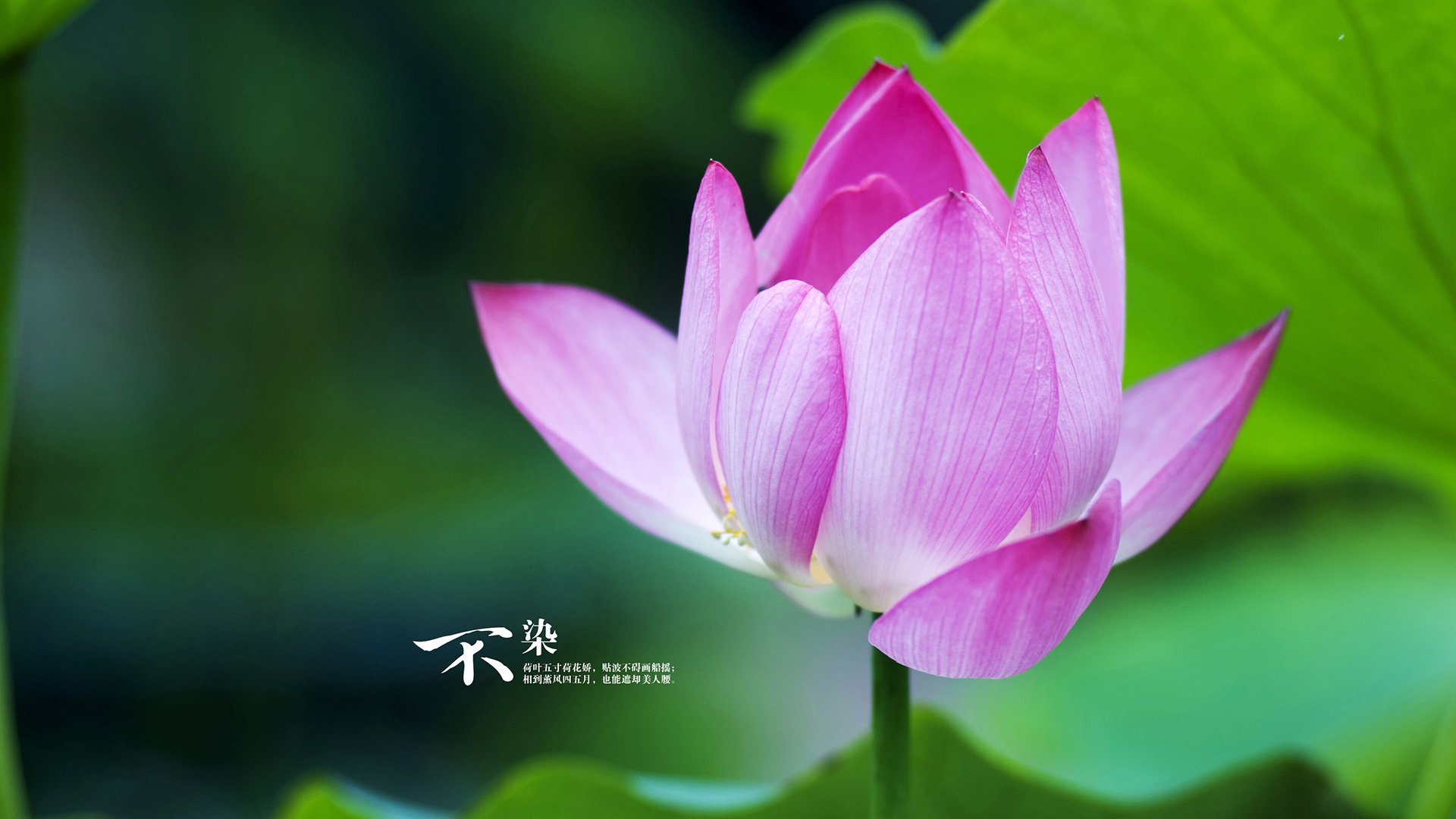 开云体育在线-厄德高望重，北欧指挥官一手导演逆转好戏 佛罗伦萨借中资东风强势晋级中国市场