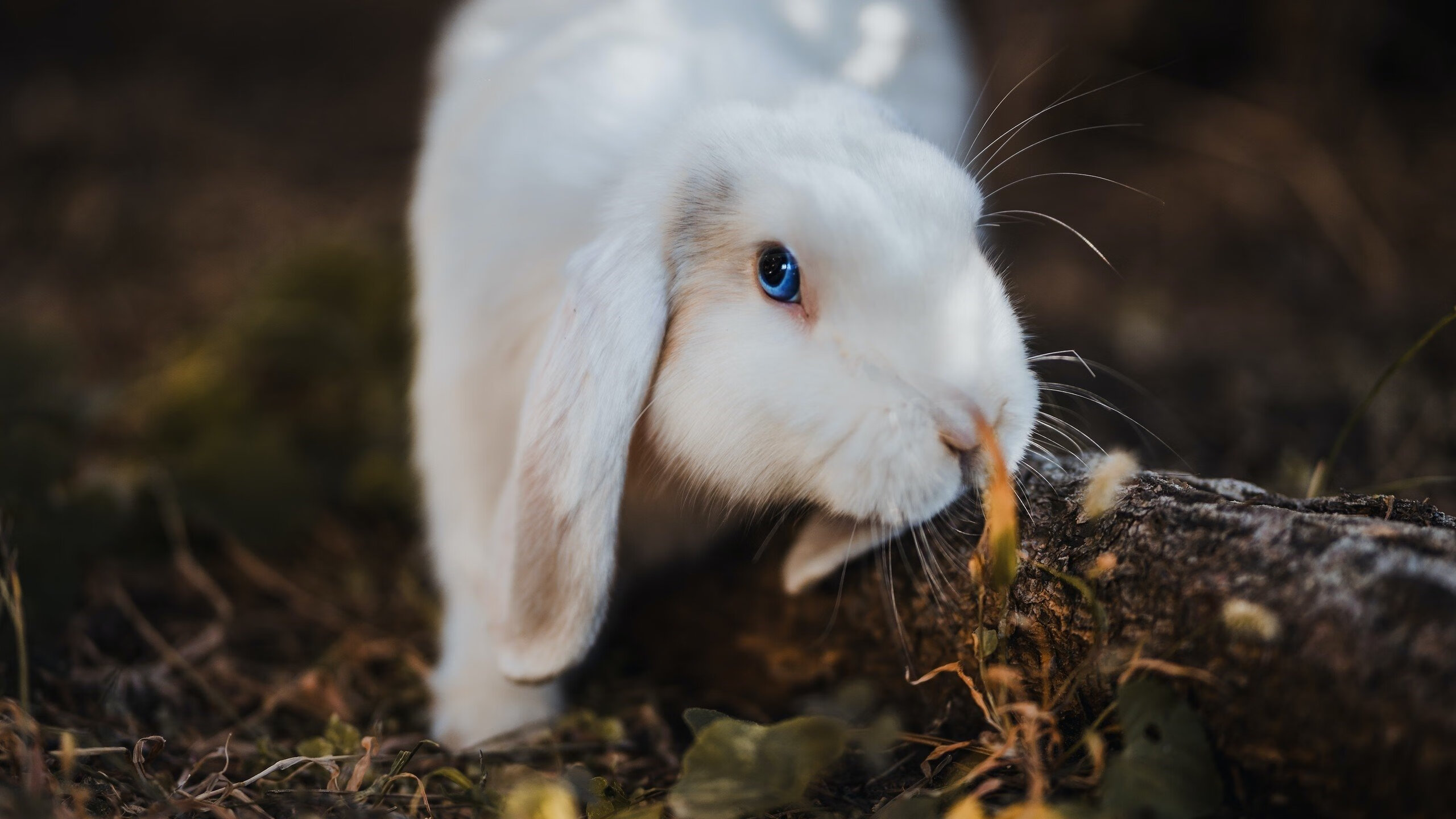 开云体育-76人对阵奇才，西亚卡姆是解决所有问题的终极答案