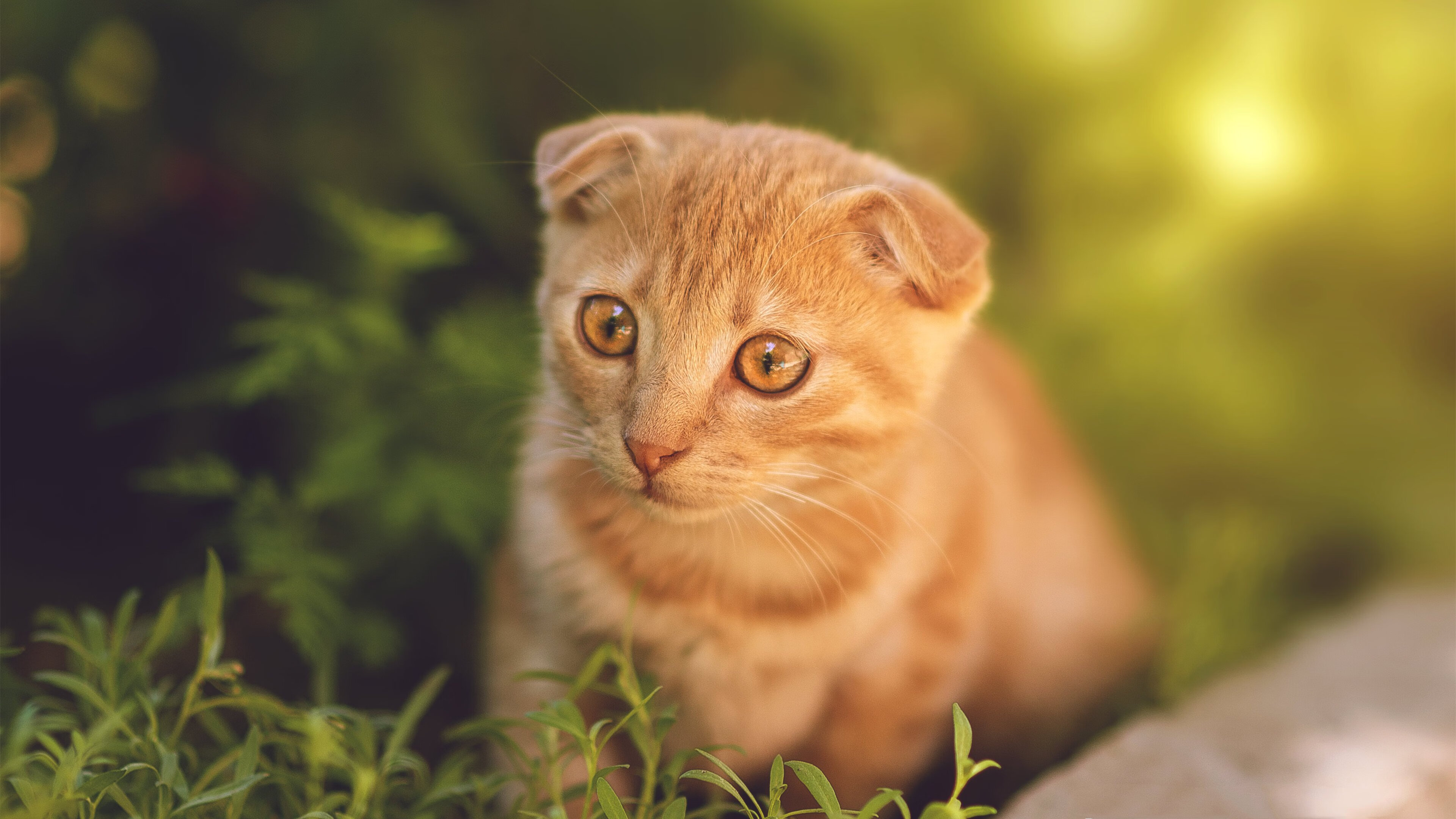 开云体育登录-科技与直觉的对决，拜仁如何用伪九号体系绞杀雷恩双核